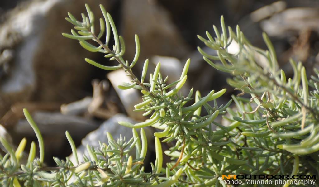Una pianta rarissima a Capo Palinuro